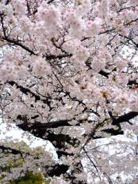 Shinjuku Gyoen National Garden - spring memory