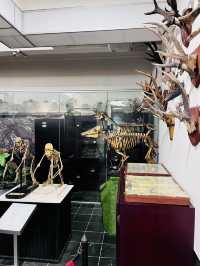 Explore Borneo’s Wild Wonders at the Natural History Museum
