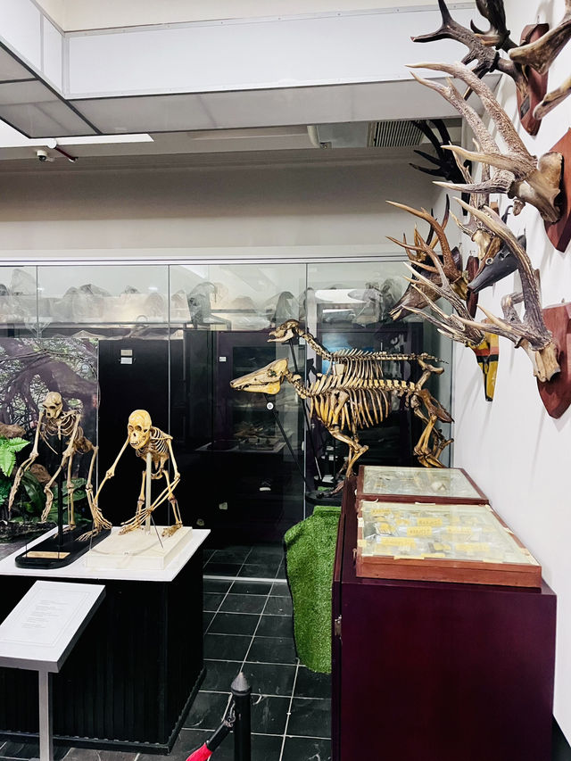Explore Borneo’s Wild Wonders at the Natural History Museum