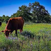Willow City Loop (Bluebonnet Trail) – TX Hill Country
