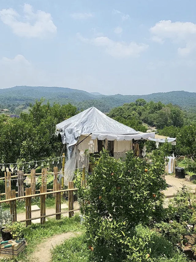 🍊🏞️ สวนส้มจินจู เชียงใหม่ 🏞️🍊