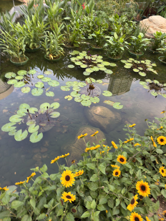香港公園｜城市中的綠洲