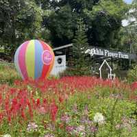 Songkhla Flower Farm สวนดอกไม้แห่งแรกในสงขลา