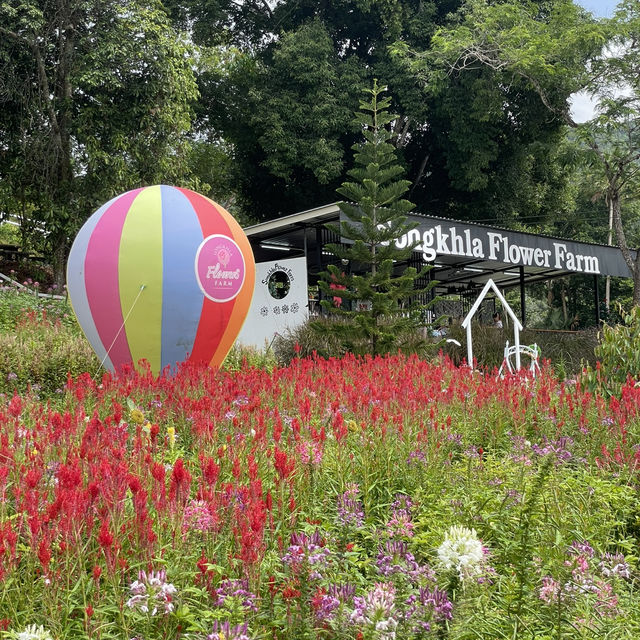 Songkhla Flower Farm สวนดอกไม้แห่งแรกในสงขลา