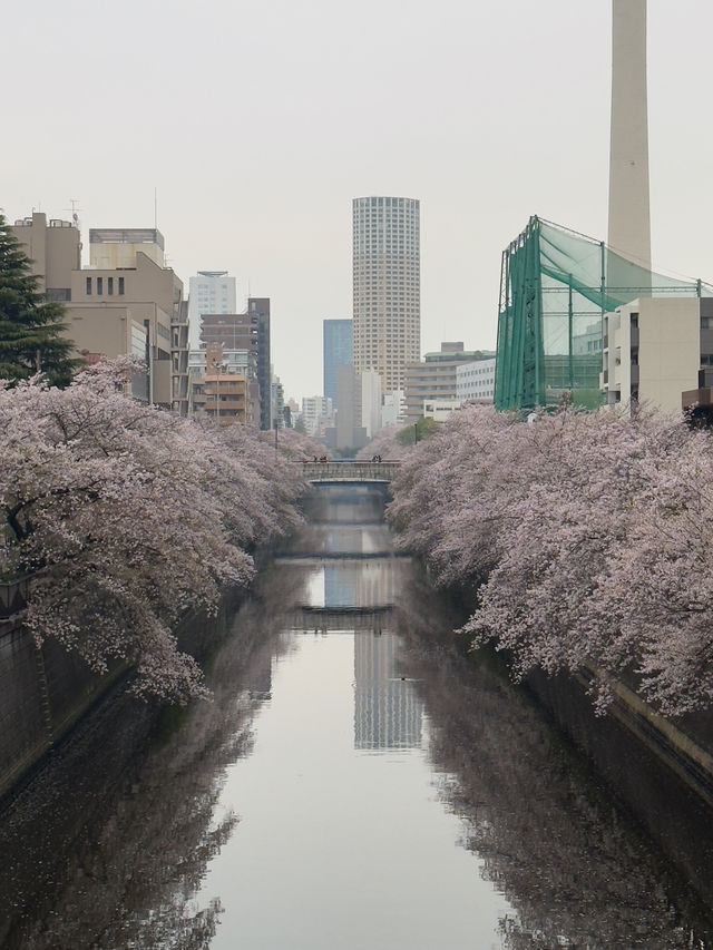 東京｜都營三田線｜藍色軌跡上的東京深情之旅