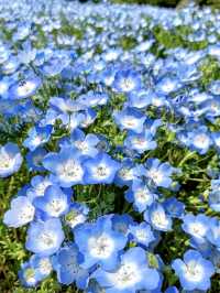 Nemophila & Wisteria Magic at Nagai Botanical Garden