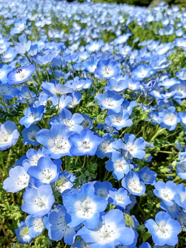 Nemophila & Wisteria Magic at Nagai Botanical Garden