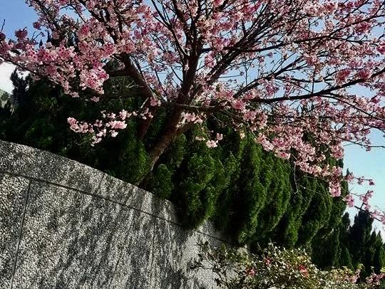 都市叢林的櫻花仙境又粉嫩爆開了