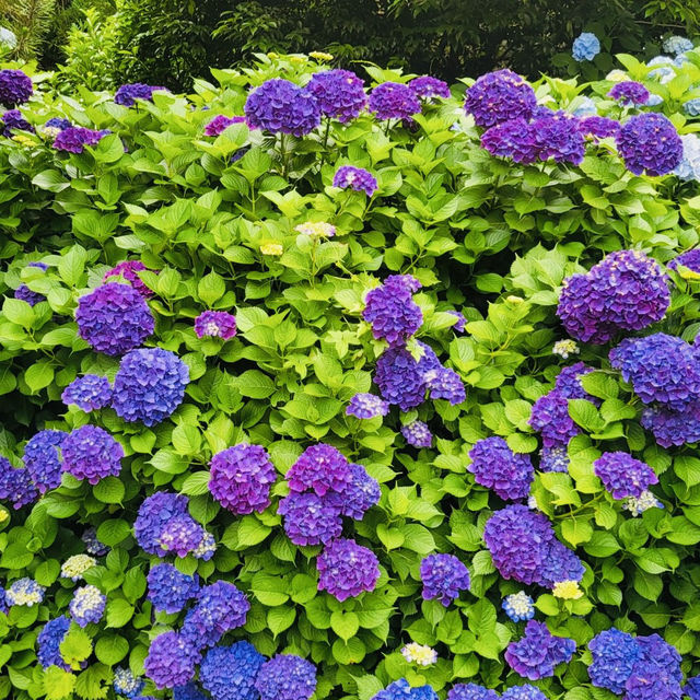 A Visit to Jeju Yujinfang Tropical Fruit Farm