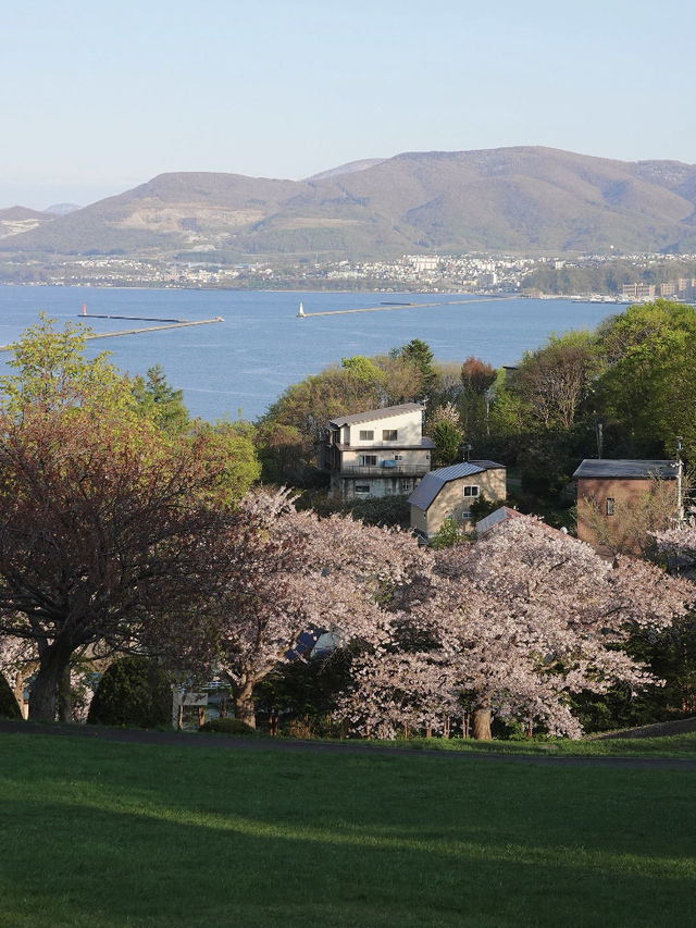 Cherry Blossom Dreams in Otaru, Hokkaido
