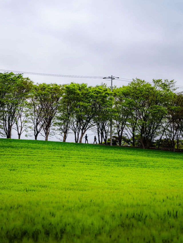 Boryeonara academy farm