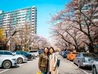 Title: Spring Magic in Seoul – Yeouido Cherry Blossom Festival