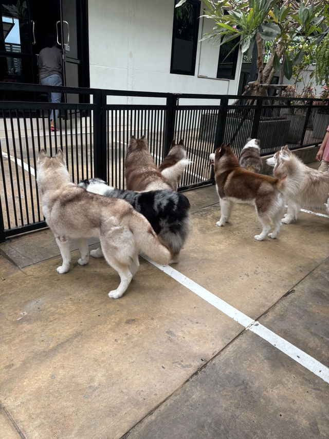 【バンコク】モフモフ好き発見！ハスキーカフェ🐕