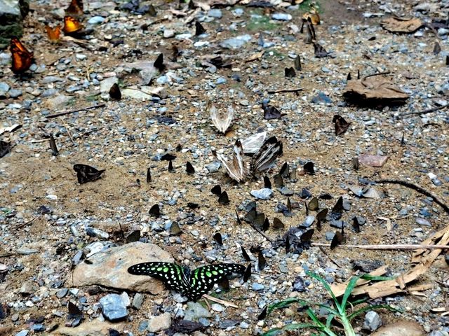 เทศกาลชมผีเสื้อที่บ้านกร่าง แก่งกระจาน🦋🦋