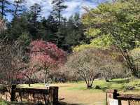 BLOSSOMS IN THE MOUNTAINS | WULING FARM CHERRY BLOSSOM SEASON