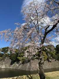 🏞️【皇居春日限定開放】趕上滿開櫻花×最後開放日！東京市中心的賞櫻驚喜體驗 🌸