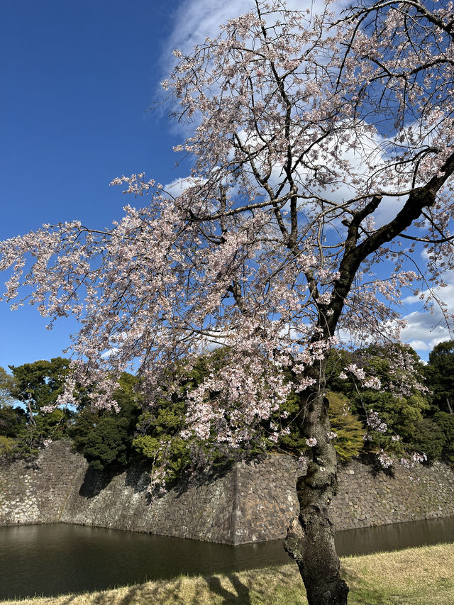 🏞️【皇居春日限定開放】趕上滿開櫻花×最後開放日！東京市中心的賞櫻驚喜體驗 🌸