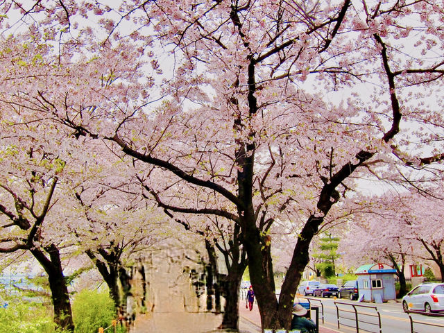Pink Parade Along the Han: Walking Yeouiseo-ro in Full Bloom