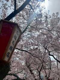 TAKATO CASTLE PARK | NAGANO’S LEGENDARY CHERRY BLOSSOM GARDEN WITH FLOWER SCULPTURES 🌸🏯🌺