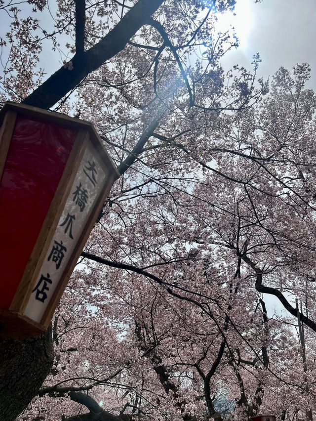 TAKATO CASTLE PARK | NAGANO’S LEGENDARY CHERRY BLOSSOM GARDEN WITH FLOWER SCULPTURES 🌸🏯🌺