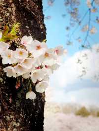 A Thousand Blossoms, One Magical Road — Akagi Senbonzakura Dreamscape