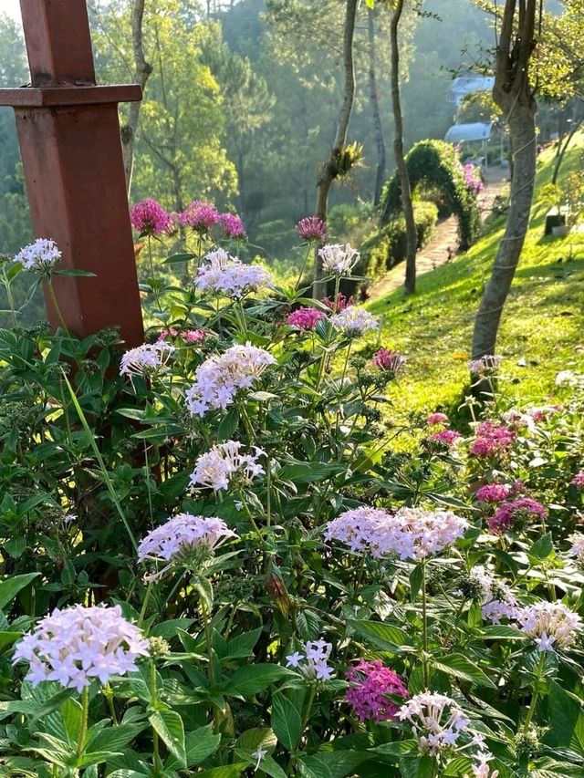 Garden above the clouds