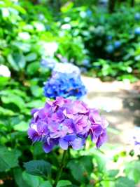 💜繡球花💙大阪長居公園