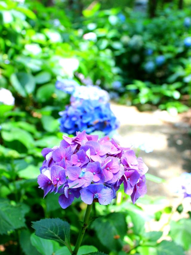 💜繡球花💙大阪長居公園