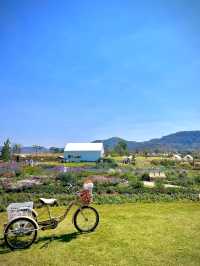 Bloom Overload at Khao Yai