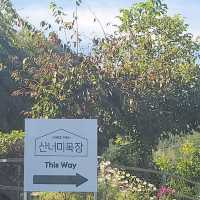 평창트레킹🧡산너미목장트레킹