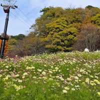 Fresh Air & Flower Power