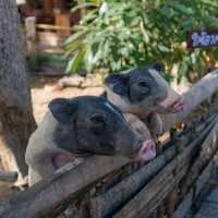 ตลาดน้ำหัวหิน