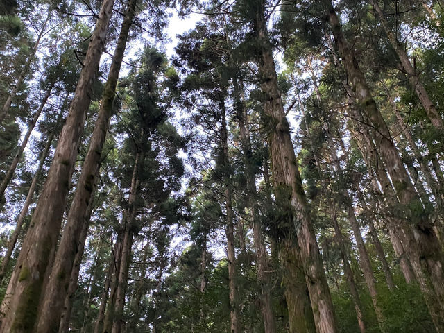 パワースポット屋久島！