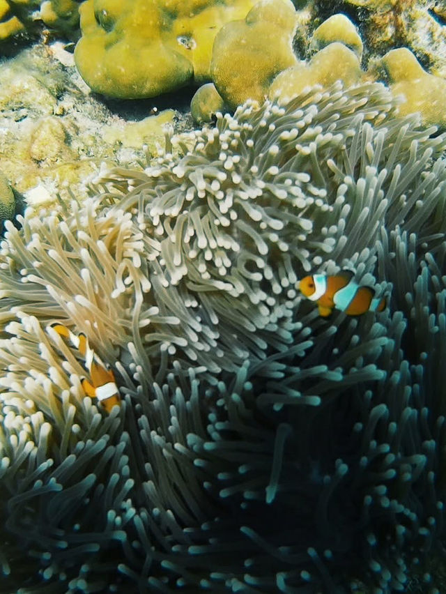 シミランの静けさに包まれて、自分だけの楽園時間を。🌴🐢💙