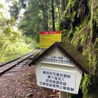 🚶‍♂️阿里山眠月線健行｜沼平車站 ⇄ 石猴車站