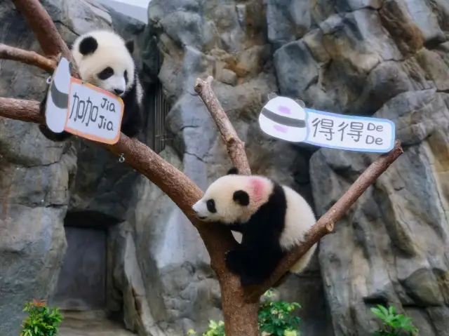 Hong Kong Ocean Park Panda Viewing