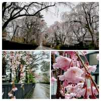桜の名勝🌸角館