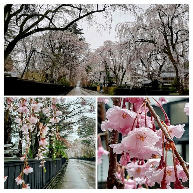 桜の名勝🌸角館