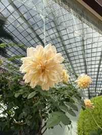 Flower Dome - Garden by the bay
