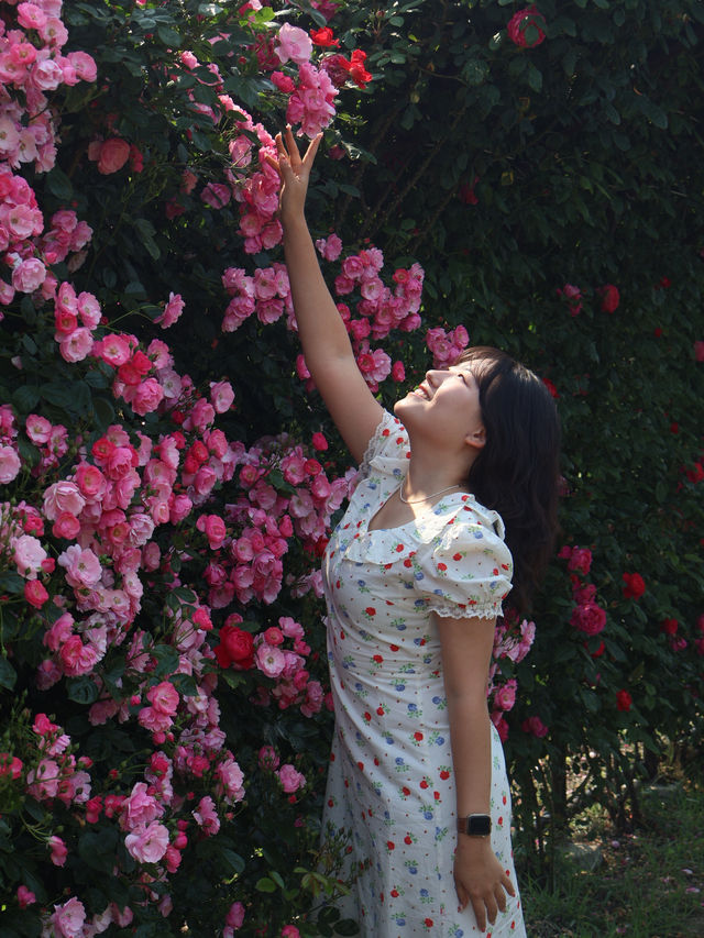 💓엔젤라 장미 맛집 요기잖아..🌹