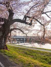 宮城・春日櫻花散策路線｜ 船岡城址公園＆一目千本櫻