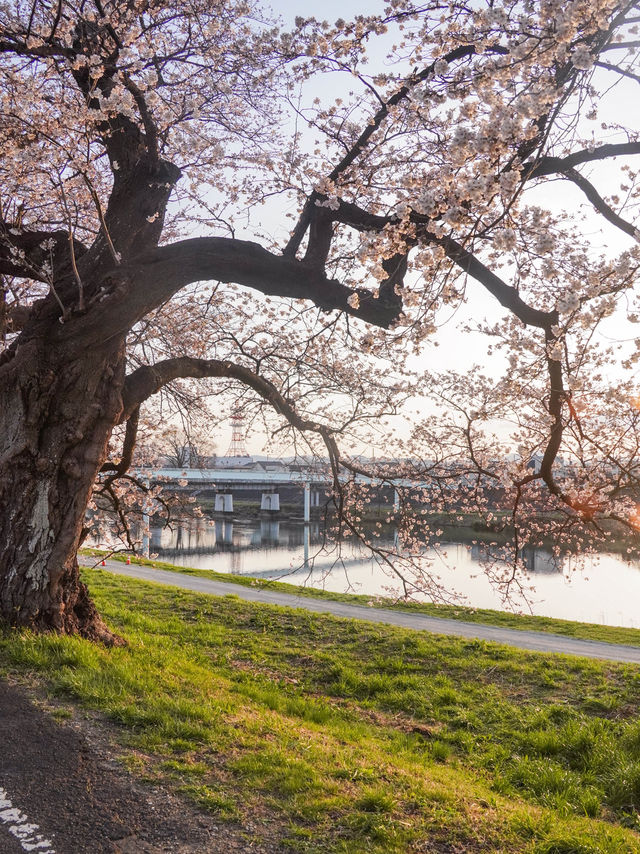 宮城・春日櫻花散策路線｜ 船岡城址公園＆一目千本櫻