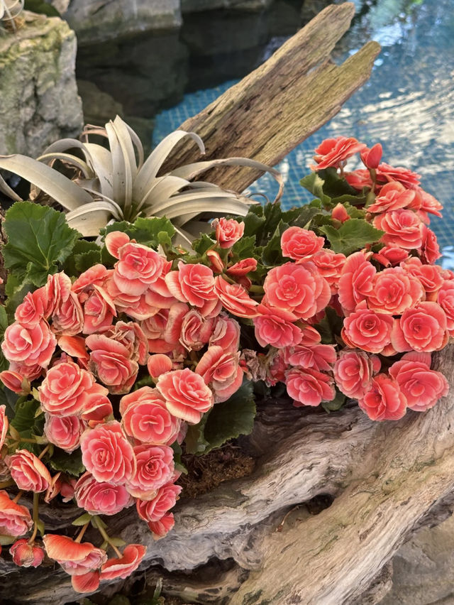 Yuntai Garden (云台花园) – Guangzhou’s Floral Escape at Baiyun Mountain
