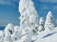 樹冰高原中的滑雪天堂❄️