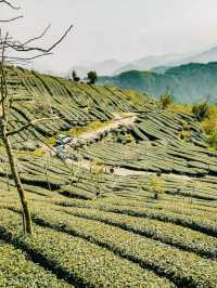 🌿🍵 Shizhuo (Shizhao), Zhuqi Township: A Summer Retreat in Taiwan’s Tea Paradise
