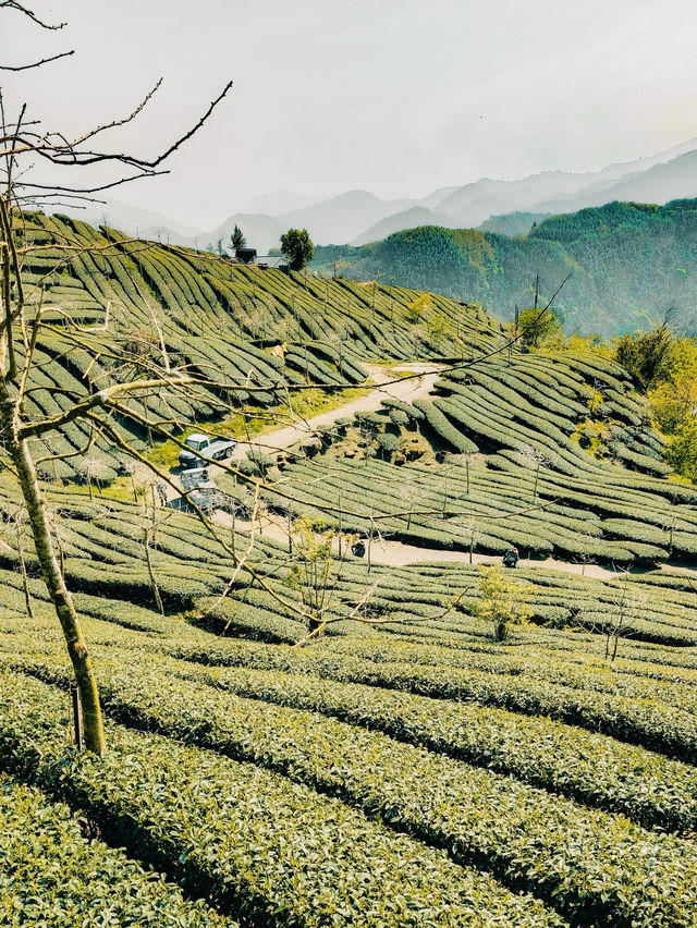 🌿🍵 Shizhuo (Shizhao), Zhuqi Township: A Summer Retreat in Taiwan’s Tea Paradise