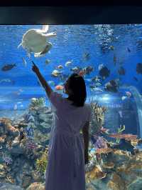 沖繩美麗海水族館：潛入世界最大水槽『黑潮之海』的夢幻藍！」  