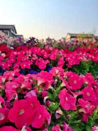 Best Colorful Place in Kunming