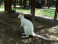 Alpaca Hill อ. สวนผึ้ง จ. ราชบุรี