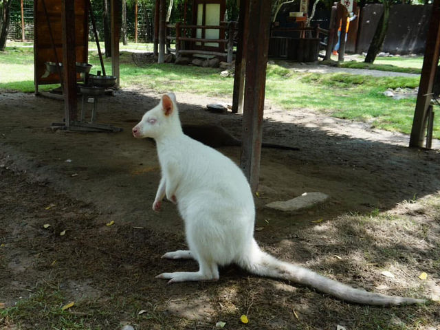 Alpaca Hill อ. สวนผึ้ง จ. ราชบุรี